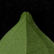 Image result for Brazzeia