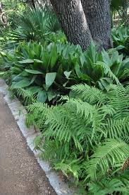 Maybe you would like to learn more about one of these? Cast Iron Plant Fern Ferns Garden Cast Iron Plant Plants