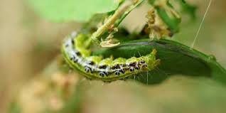 Image result for caterpillar box tree moth inside buxus plant