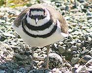 Birds That Lay Eggs On The Ground Uk Killdeer With Egg I Never Heard Of This Bird Until Now Lays Its Eggs In Gravel And Pretends To Have Broken Wings To Lead Hum Killdeer Pretty Birds Birds