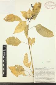 Image result for Hilleria latifolia