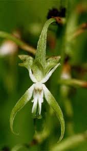 Image result for Habenaria schimperiana