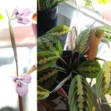I saw it and knew without hesitation. My Prayer Plant Is Flowering Such Cute Flowers Indoorgarden