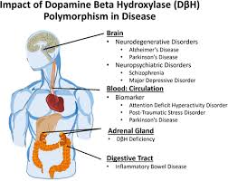 Dopamine Beta Hydroxylase And Its Genetic Variants In Human Health And Disease Gonzalez Lopez 2020 Journal Of Neurochemistry Wiley Online Library