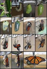 Monarch Butterfly Life Cycle By Helenparkinson On Deviantart Livscykel Klassrumsideer Monarkfjaril