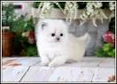 Blue Point Himalayan Kitten For SaleDesigner Persian ...