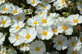 Check spelling or type a new query. Plants Of The Garden The Bible Garden