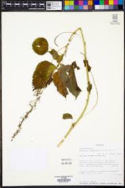 Image result for Acalypha racemosa