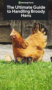 Broody Hens Causes Breeds And How To Take Care Of Them Broody Chicken Flock Chickens Backyard