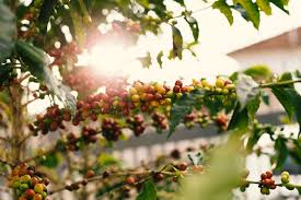 The fruits that these trees bear is the same size as that of any normal fruit trees. Dwarf Fruit Trees Homebase Fruit Trees