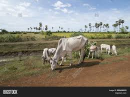 Experience the true farm scenery here. Farm Road Water Khmer Image Photo Free Trial Bigstock