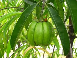 Image result for Garcinia buchneri