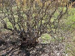 Corylus avellana, the common hazel, is a species of hazel native to europe and western asia, from the british isles south to iberia, greece, turkey and cyprus, north to central scandinavia, and east to the central ural mountains, the caucasus, and northwestern iran. Twisted Hazelnut Trees How To Grow A Contorted Filbert Tree Filbert Tree Hazelnut Tree Corkscrew Hazel