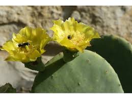 Check spelling or type a new query. Opuntia Ellisiana Spineless Prickly Pear Npin