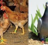 UP130051D UHF Long Range Chicken/Duck Wearing Foot Ring Passive Tag for  Animal Tracking