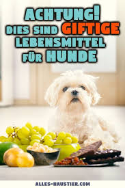 Was Durfen Hunde Nicht Essen Alles Haustier Giftige Lebensmittel Fur Hunde Hunde Ernahrung Hunde