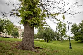In their native environment single live oak trees are seldom found. Austin Trees Suffering After Winter Storm Freeze May Not Make It