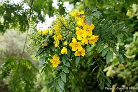 A member of the legume family, the gold medallion tree produces large seedpods. Gold Medallion Tree Pat Welsh Organic And Southern California Gardening