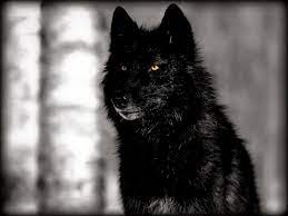 Stunning Photographs Showcase The Beauty Of Black Wolves Wolf Wallpaper Black Wolf Wolf With Red Eyes