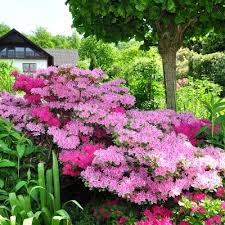 Azalea Conversation Piece 2 5qt U S D A Hardiness Zones 7 11 1pc National Plant Network Azaleas Landscaping Flower Landscape Flowering Shrubs