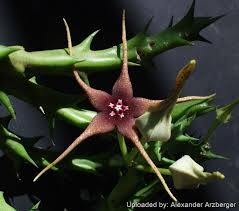 Image result for Orbea caudata