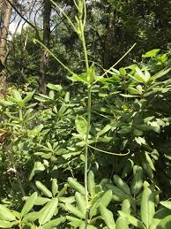 We did not find results for: Plant Id Forum Climbing Thorny Vine Garden Org