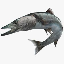 Barracuda Fish Pose 3 3d Model Ad Fish Barracuda Model Pose In 2020 Fish Pose Fish Illustration Poses