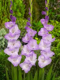 Image result for Gladiolus rubellus