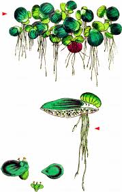 Image result for Spirodela