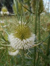 Image result for Dipsacus pinnatifidus