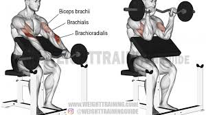 ez bar reverse preacher curl exercise instructions and video