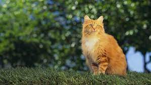 Cat Facts Why Orange Cats Are Usually Male Cattime