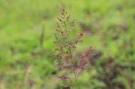 Image result for Melinis minutiflora