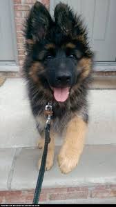 Maybe you would like to learn more about one of these? 7 German Shepherd Poodle Mix Ideas German Shepherd Poodle Mix German Shepherd Poodle Mix