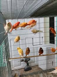 Canary Birds For Sale Chicago Il Canary Birds Canary Bird For Sale Birds For Sale