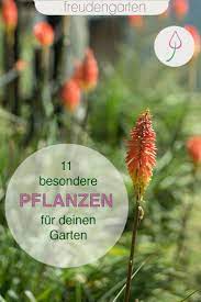 Damit können sie genau wie zwiebelblumen so der besondere charme der nutzpflanzen im garten zu verbreiten, kann aber bei der gartengestaltung. 11 Aussergewohnliche Pflanzen Fur Den Garten Pflanzen Garten Pflanzen Garten