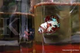 Btw, jgn lupa bawak & pakai mask ye termasuk jika nak masuk kedai ni compulsory tau. 3 Jenis Ikan Hias Yang Mudah Anda Pelihara