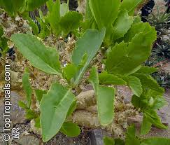 Image result for Cyphostemma barbosae