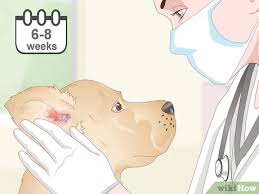 Your pup has got it bad, and you need a home remedy for dog ear infections that can stop the pain asap! 3 Ways To Treat Dog Ear Infections Naturally Wikihow Pet