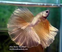 The Most Expensive Betta Fish Nice Betta Thailand Co Ltd Betta Fish Breeding Betta Fish Betta Fish Care