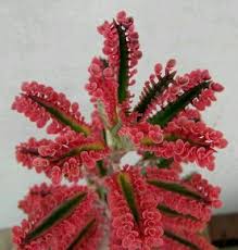 Just Beautiful Cactus Flowers Planting Succulents Plants Cacti And Succulents