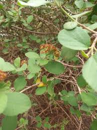 Image result for Cordia monoica