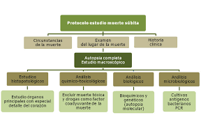 Trauma en la cabeza por un accidente en un. Abordaje De La Muerte Subita En Ninos Y Jovenes Desde La Patologia Forense En Bizkaia Y Sevilla Espana Medwave