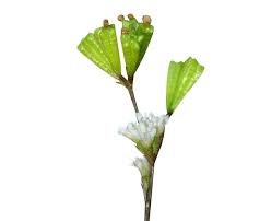 Image result for Boerhavia erecta