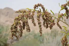 Image result for Suaeda monoica