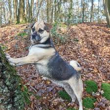 Image result for puggle