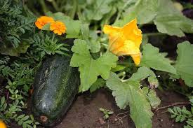 Vegetables, herbs, and flowers to plant in january. Adding Flowers To The Vegetable Garden Vegetable Garden Planting Flowers List Of Flowers