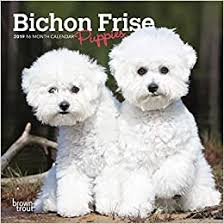 We raise them for conformation and temperment. Bichon Frise Puppies 2019 Mini Wall Calendar Amazon De Browntrout Publishers Inc Bucher