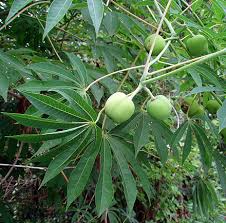 Image result for Manihot grahamii