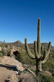 Why is the long leaf pine tree able to survive in louisiana? Heat Beating Desert Adaptations Of The Cactus Nature Comes Standard Llc